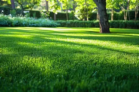 Grasses (Bermuda)