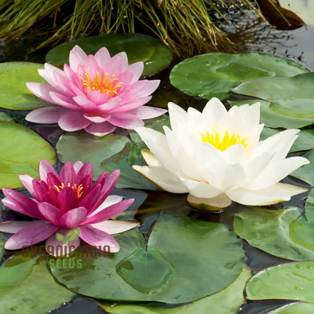 Water Plants (water lilly oxygen)