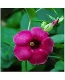 Alamanda Red