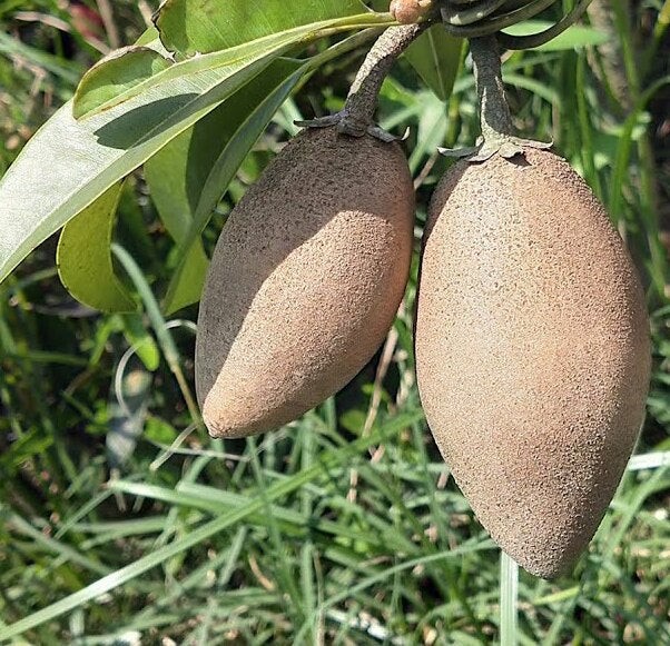 Sapota (bannana)