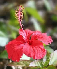 Hibiscus Nattu