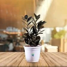 ZZ Plant black
