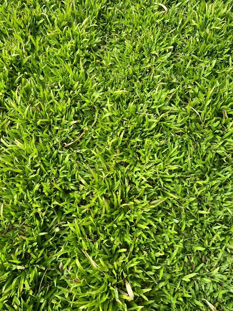 Grasses (pearl)