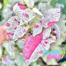 Synconium pink verigated