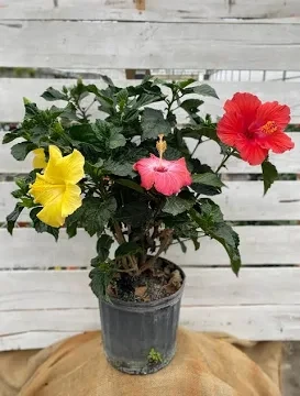 Hibiscus Hawai