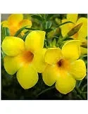 Alamanda Yellow