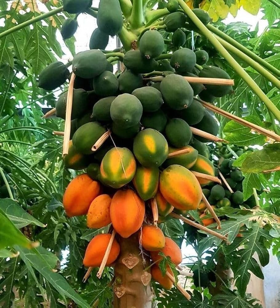 papaya (Red Lady )
