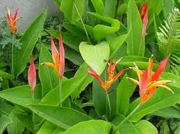 Heliconia orange