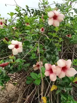 Alamanda Peach
