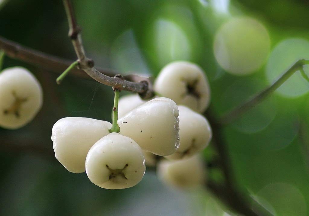 Water Apple (white)