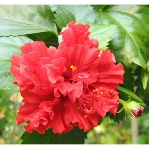 Hibiscus Adukku